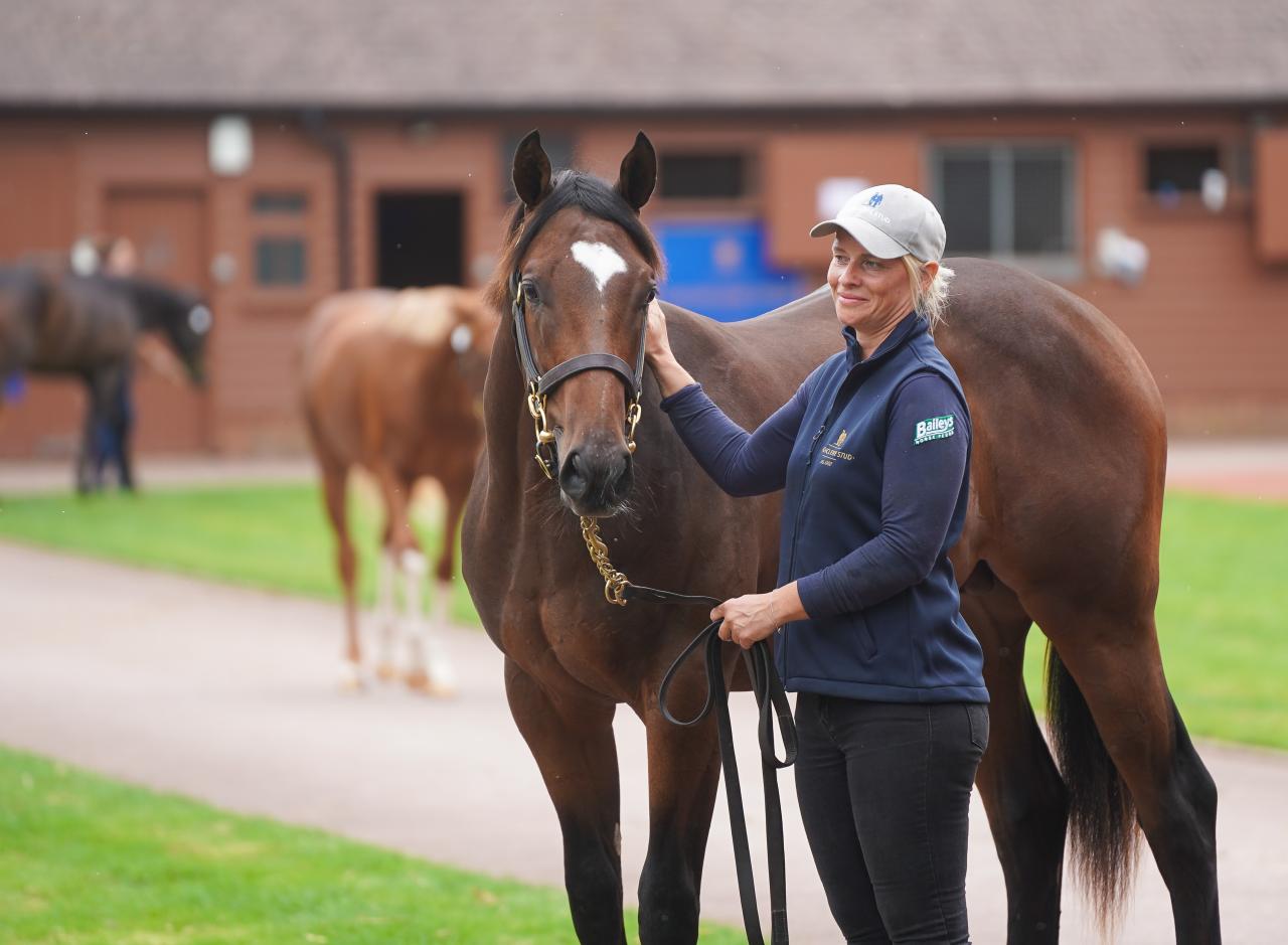 A handler pats a horse at the sales