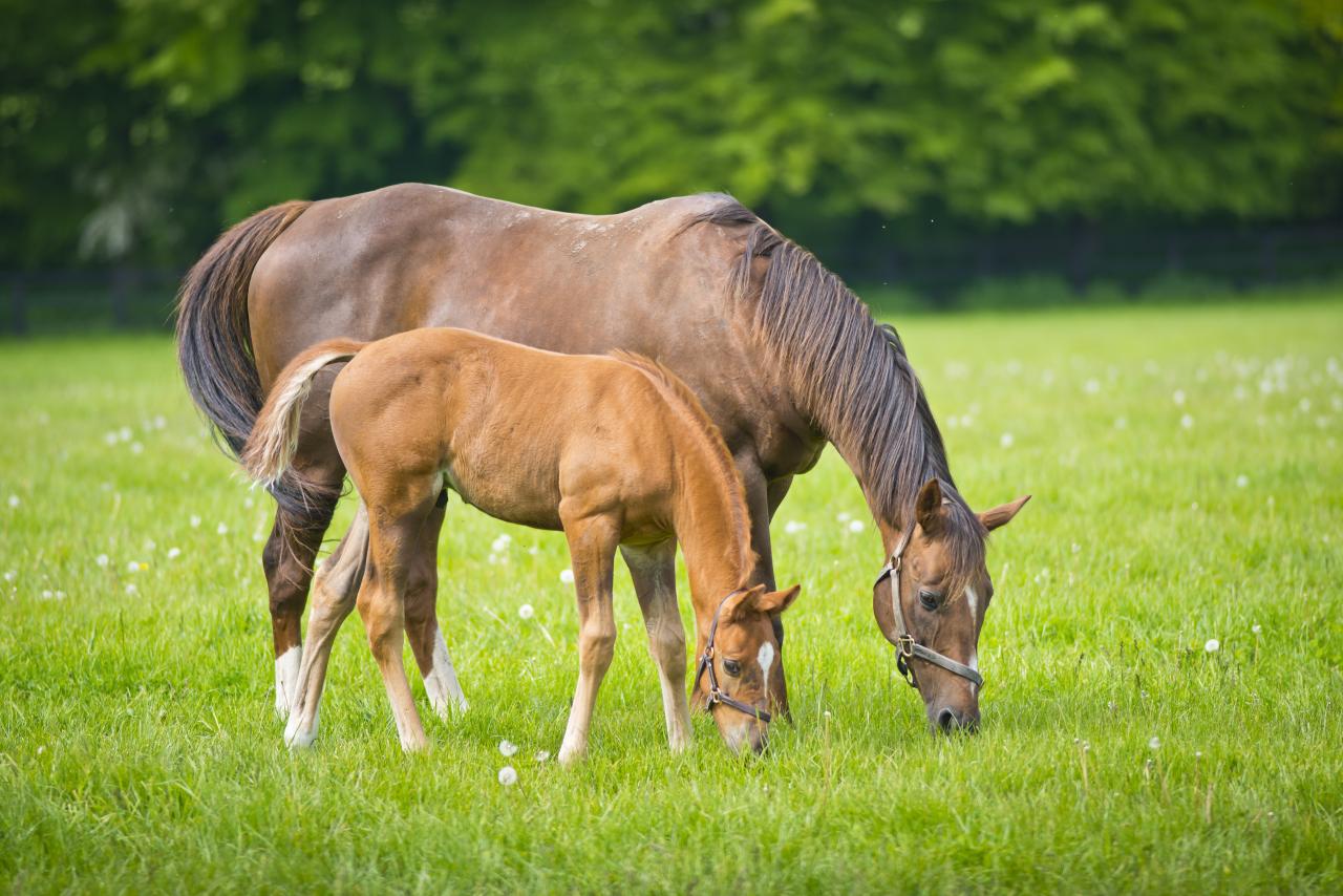 A mare and foal in a field