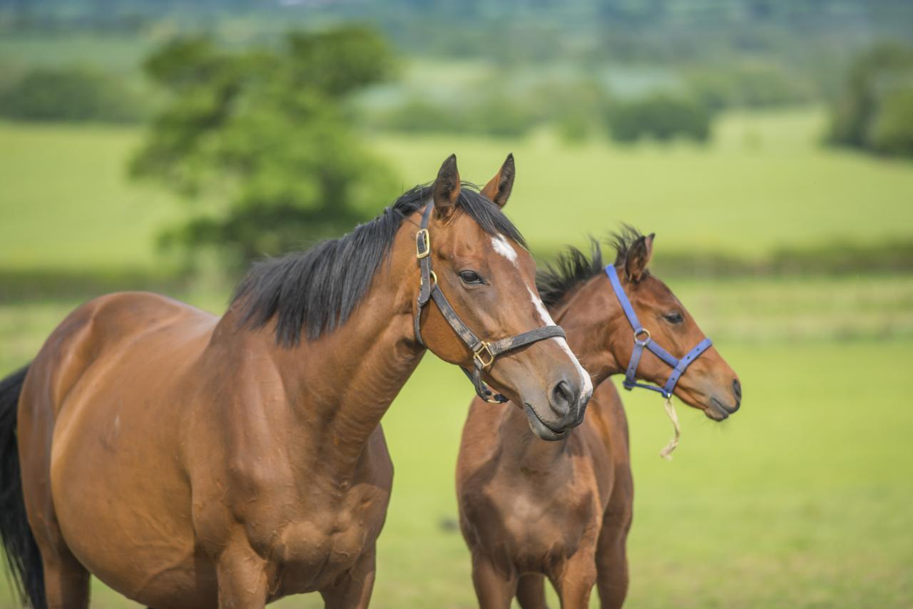 Mare and foal in a field