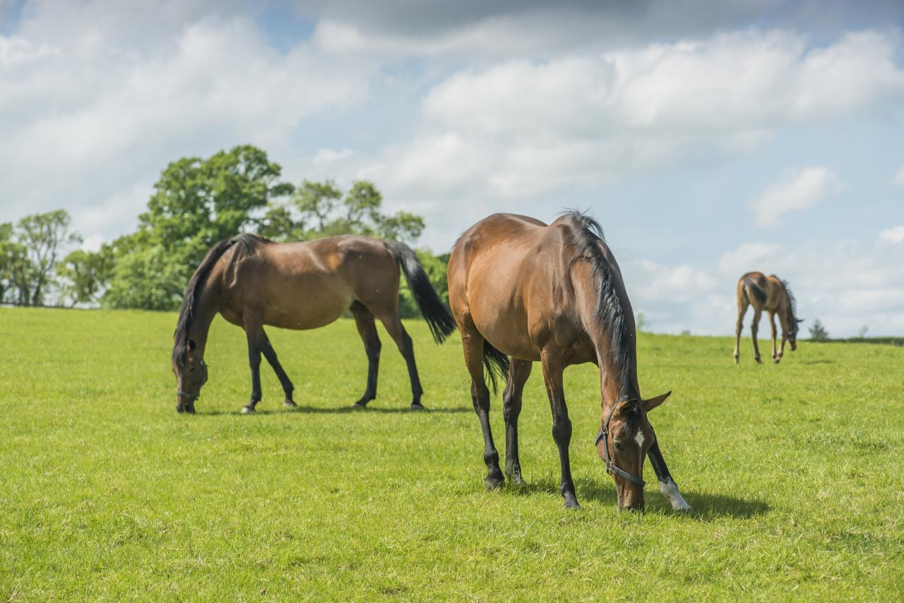 Horses in a field