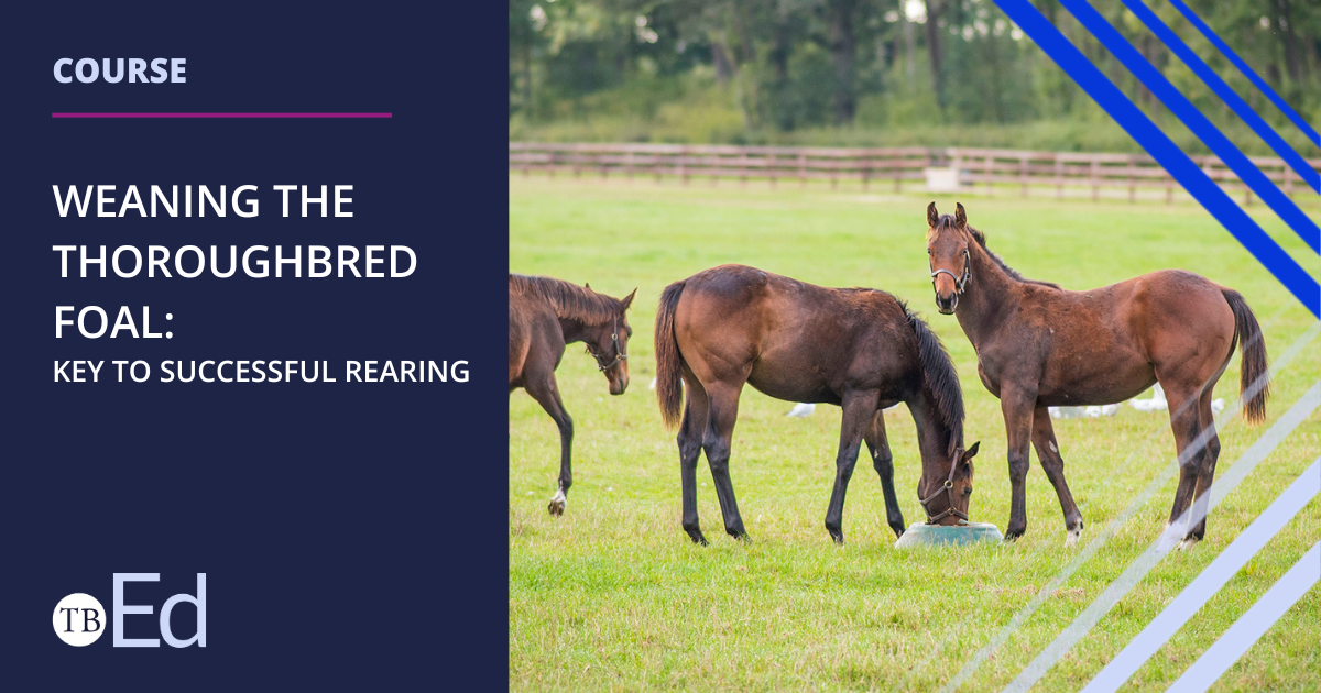 Weaning the Thoroughbred Foal course