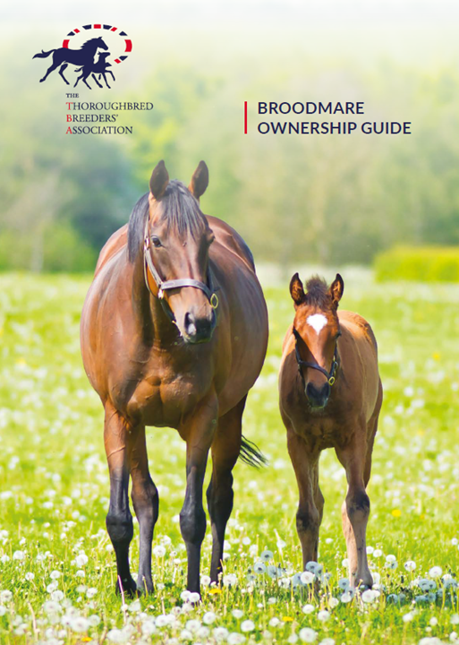 A mare and foal in a field with the title Broodmare Ownership Guide