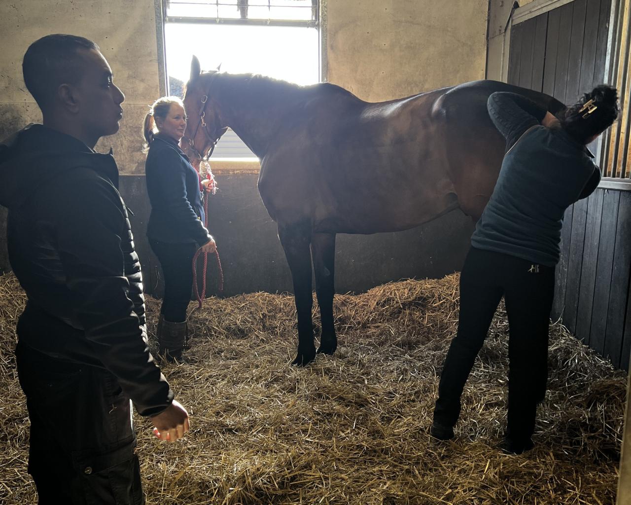 A handler holds a horse in a stable while a colleague takes its temperature.