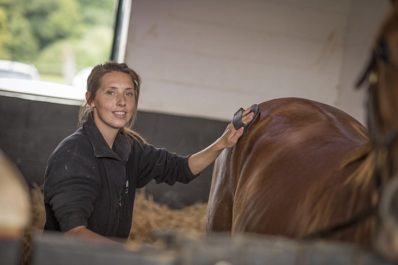A groom brushes a horse in a stable.