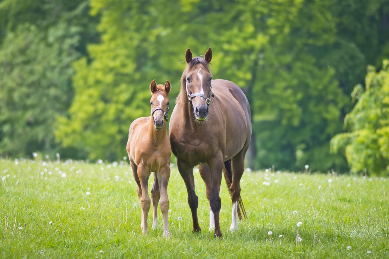 A mare and her foal in a field.