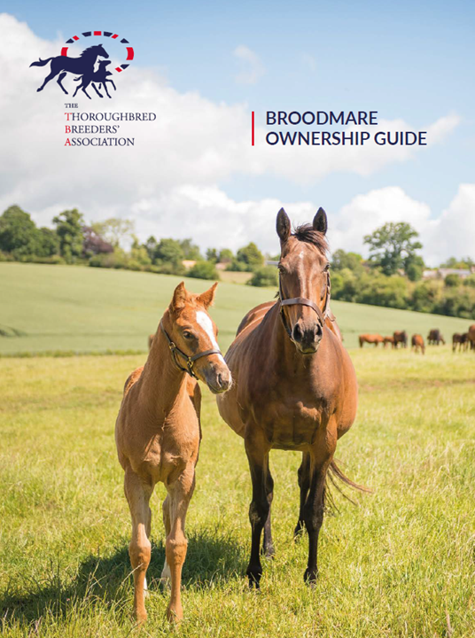 Broodmare Ownership Guide