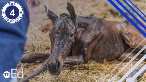 A newborn foal lying in a bed of straw