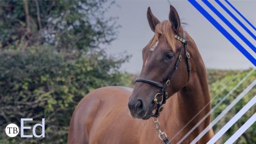 A chesnut filly standing