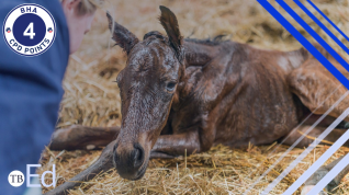 A newborn foal lying in a bed of straw