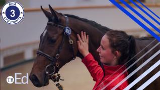 A yearling and handler in the sales ring