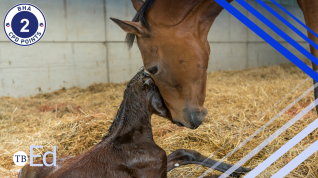 A mare gently nudges her newborn foal.