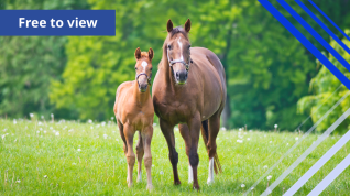 A mare and foal in a field.