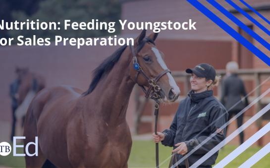 Nutrition: Feeding Youngstock for Sales Preparation 