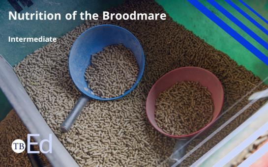 Nutrition of the Broodmare - Intermediate