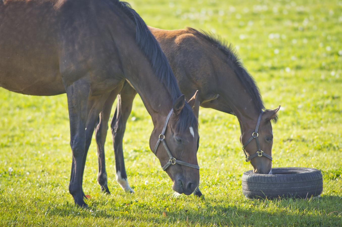 A weanling and mare in a field