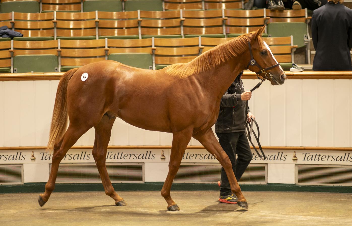 A yearling in the sales ring