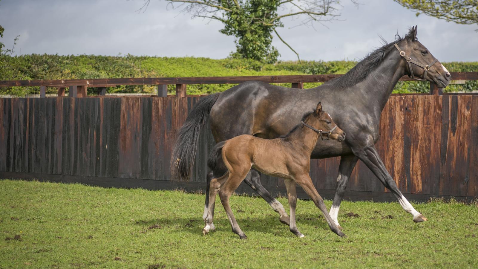 A mare and foal in a field.