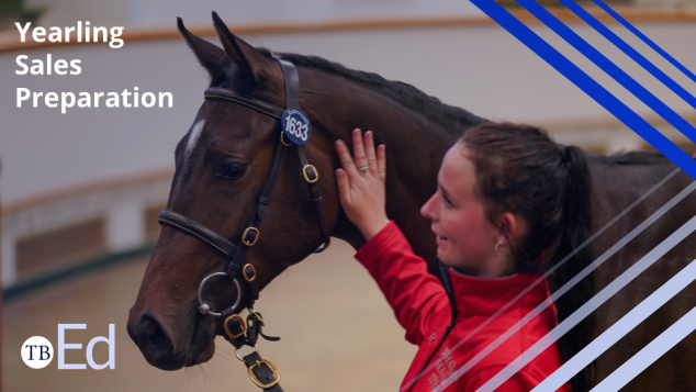 A handler pats a yearling in the sales ring