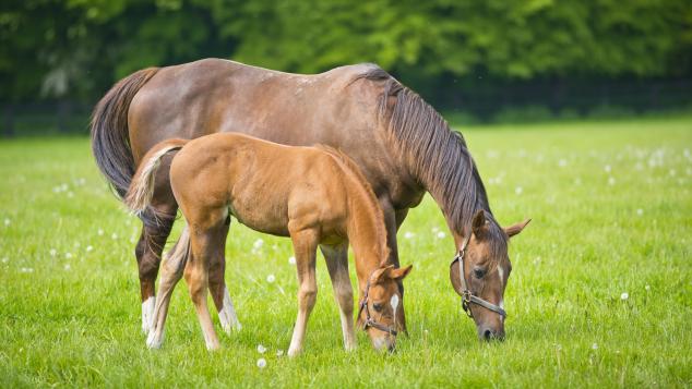 A mare and foal in a field