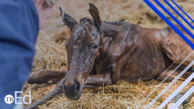 A newborn foal lies in a bed of straw