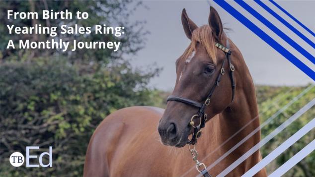 A young chesnut Thoroughbred in a bridle