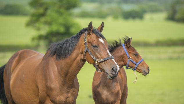 Mare and foal in a field