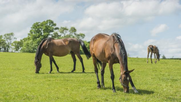 Horses in a field