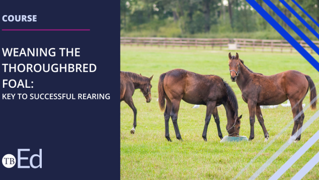 Weaning the Thoroughbred Foal course
