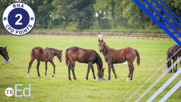 Weaning the Thoroughbred Foal course