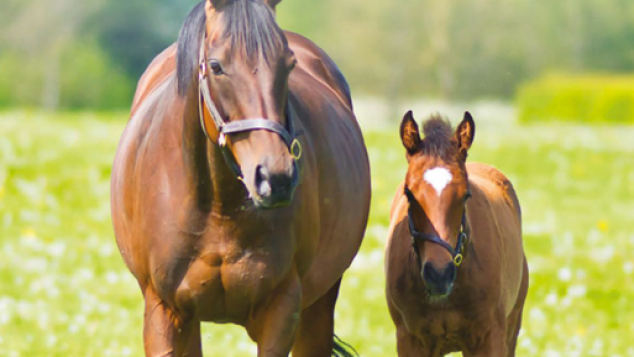 A mare and foal in a field with the title Broodmare Ownership Guide