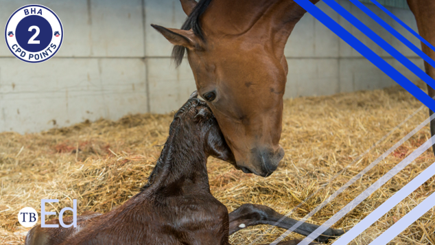A mare gently nudges her newborn foal.
