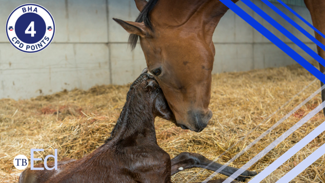 A newborn foal lying in a bed of straw with its mare.