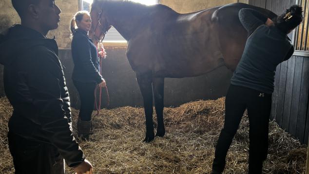 A handler holds a horse in a stable while a colleague takes its temperature.