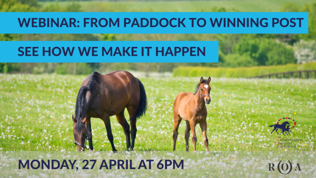 From Paddock to Post - horses in a field