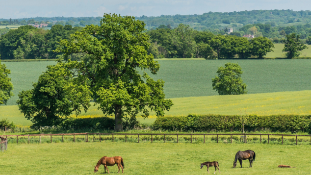 Horses grazing in a field