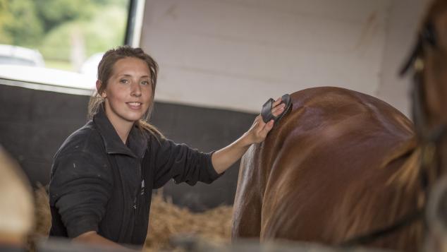 A groom brushes a horse in a stable.