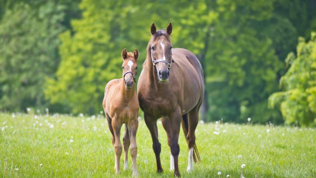 A mare and her foal in a field.
