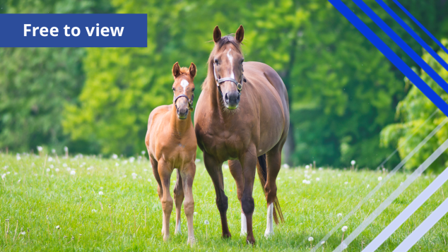 A mare and foal in a field.
