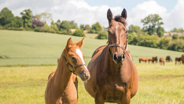 Broodmare Ownership Guide